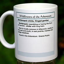 mug gentianopsis 8133.jpg